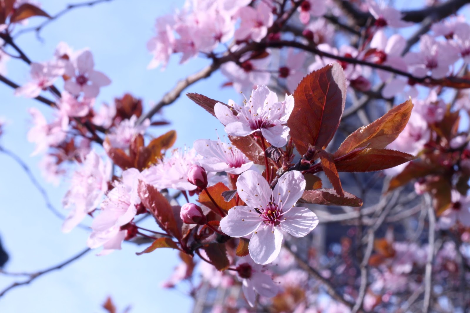 printemps paris