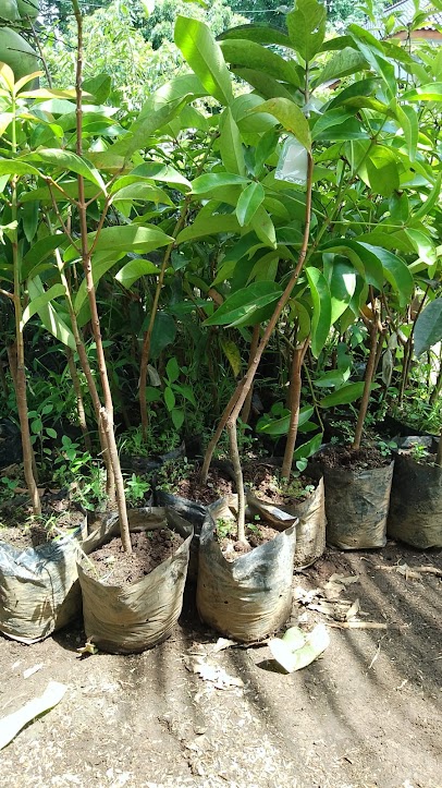bibit tanaman buah jambu jamaika unggul serang Kalimantan Barat