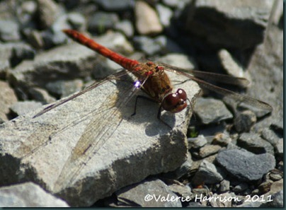 41-darter