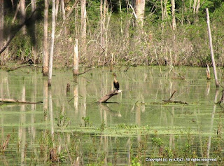 Double-crested Cormorant