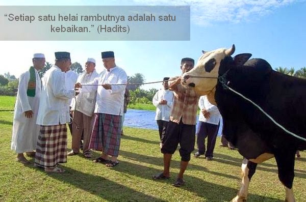 Hikmah Dari Berqurban Bagi Umat Islam