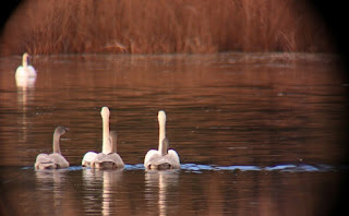 swans swimming away