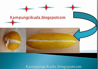 Tips Cara Mengetahui Timun Suri yang Matang Asli dan Palsu