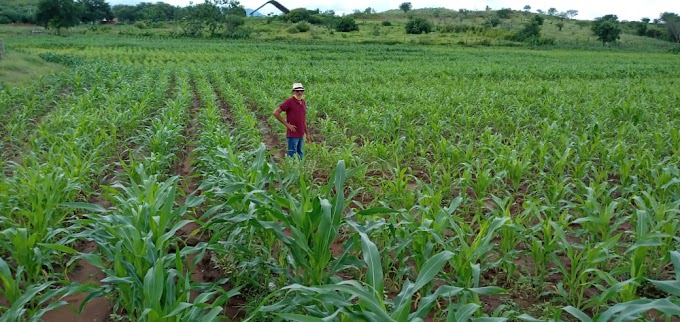 PRODUÇÃO DE MILHO EM PORTEIRAS APONTA PARA BONS RESULTADOS EM 2021