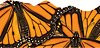 Monarch Butterflies