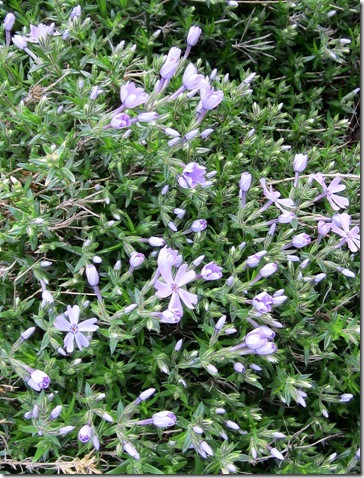 Creeping_Phlox_subulata