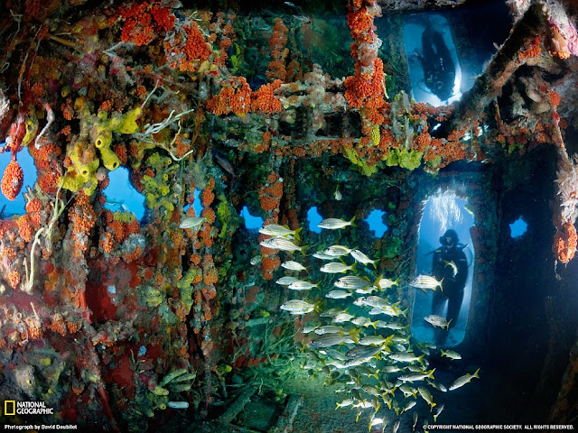 Artificial Reef, Key Largo