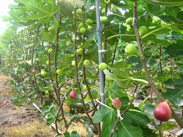 buah tin gresik TEH DAUN  TIN