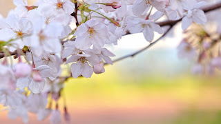 Cherry Blossom Wallpaper