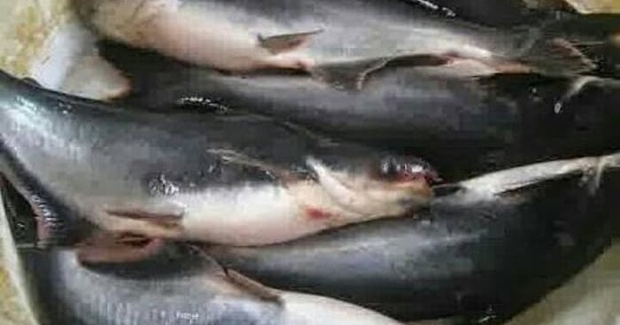 Ibu Rumah Tangga Sukses Jalankan Usaha Resep Masakan Ikan Nila