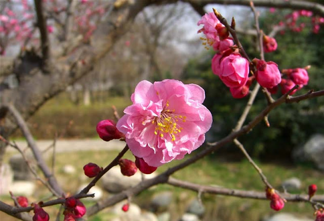 Plum Flowers