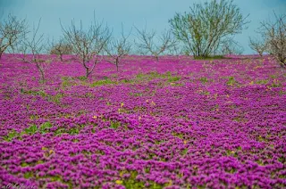 صور ،  السياحة،  في ليبيا شحات،  منطقة،  الصفصاف  شحات الليبية، اثار شحات،  صور درنه،  مزارع ر زهور 