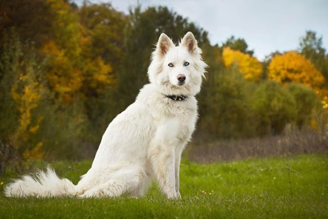 10-Insane-Russian-Dog-Breeds