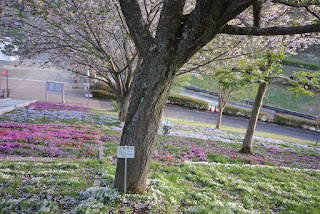 静峰ふるさと公園八重桜まつり