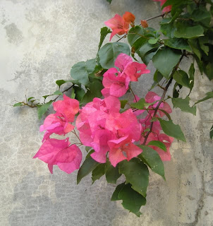 bougainvillea, La Ceiba, Honduras 