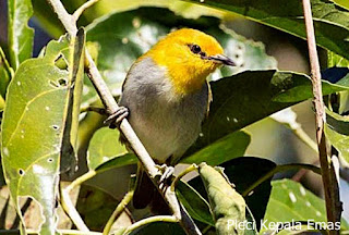 Burung Pleci Wallacea si Kepala Emas