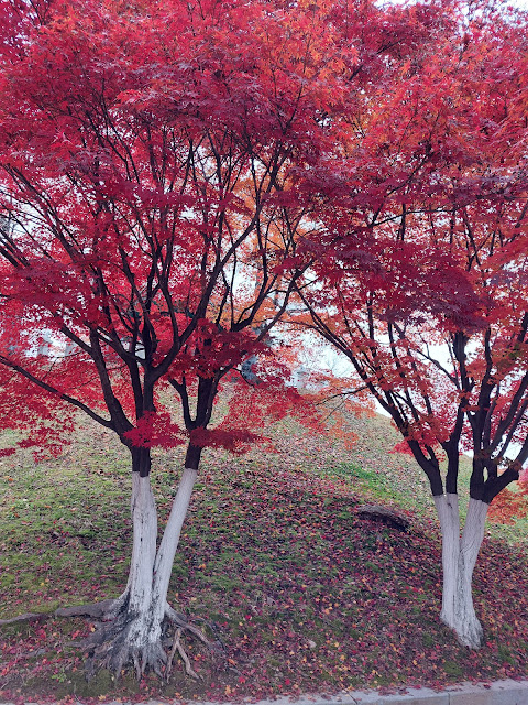 붉게 불타는 올림픽공원 단풍나무