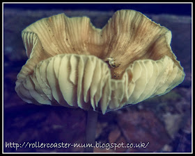 fabulous autumn fungi