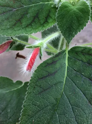 Isoloma amabile - Kohleria amabilis