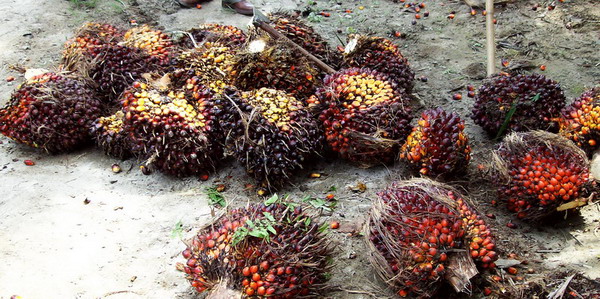 Harga Tandan Buah Segar TBS Sawit  Maret 2013 Naik 