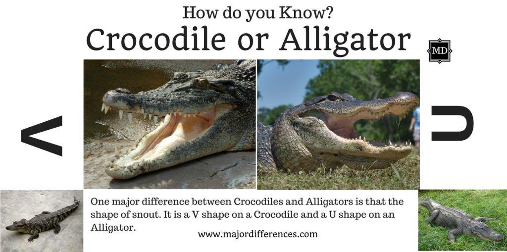 10 Differences Between Crocodile And Alligator Crocodile Vs Alligator - alligators vs crocodiles roblox games