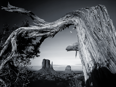 black and white tree photos. Black and White forest path