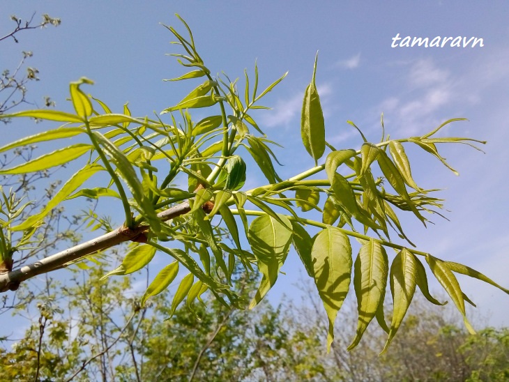 Бархат амурский (Phellodendron amurense)