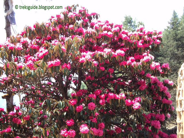 Beautiful flowers in Everest region