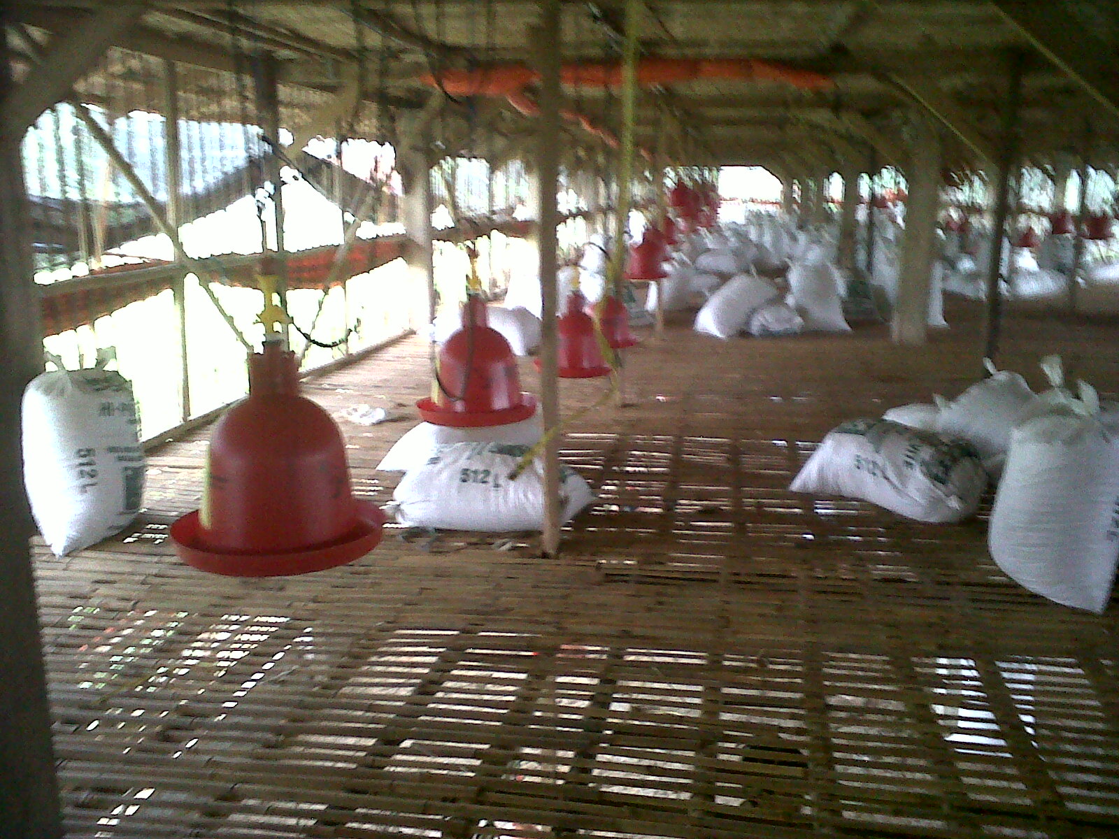 Kelebihan Dan Kekurangan Peternakan Ayam Semi Intensif Dan Intensif