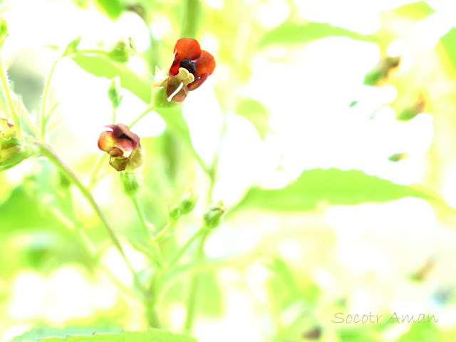 Scrophularia kakudensis