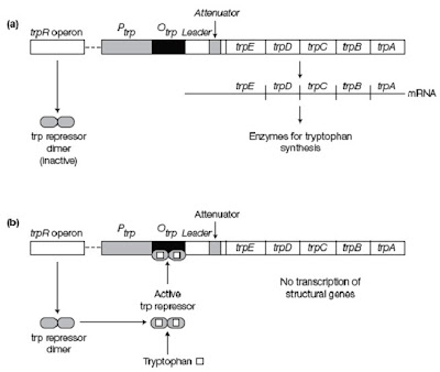 Mekanisme represi pada pengaturan trp operon