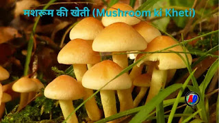 मशरूम की खेती (Mushroom ki Kheti in Hindi)