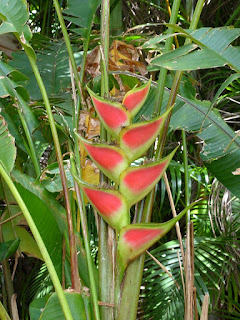 Heliconia wagneriana - Héliconia de Wagner