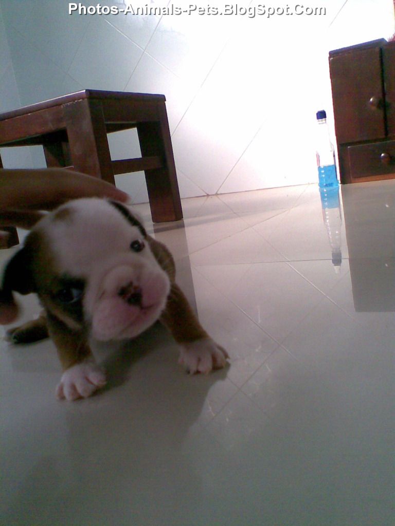 Baby bulldog puppies