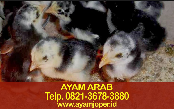 Jual Doc Ayam Arab Betina 