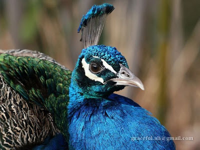 indian national bird peacock