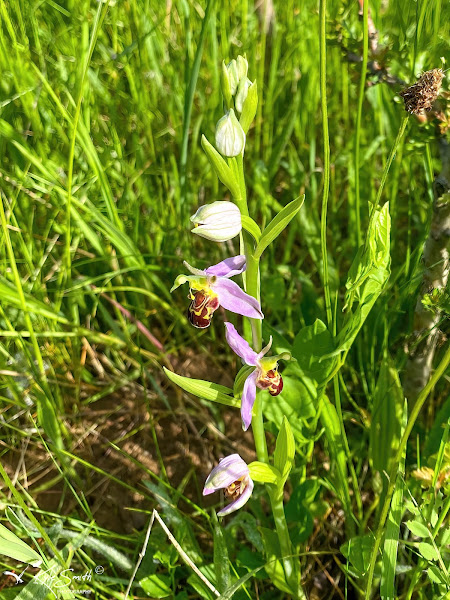 Bee orchid