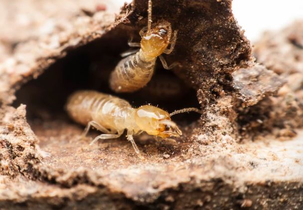 What Does A Termite Look Like