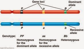 Heterozygous,Homozygous,Alleles and Gene Locus