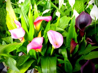 Caring for Calla Lilies