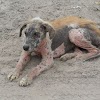 Canine demodicosis