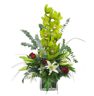 CENTRO CYMBIDIUM