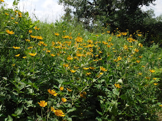 bright yellow, daisy-like wildflowers line the road at Stone Park in Sioux City Iowa