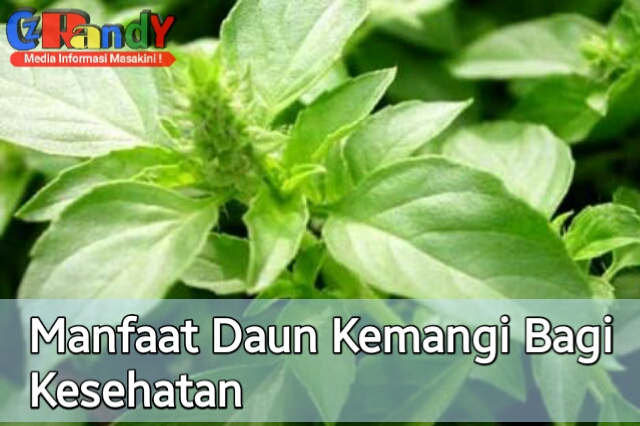 6 Manfaat Dahsyat Daun Kemangi untuk Kesehatan Tubuh