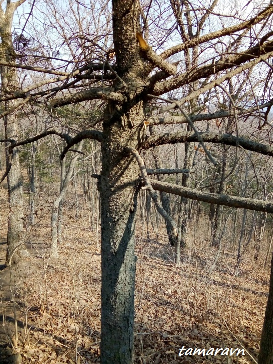 Пихта цельнолистная / Пихта чёрная (Abies holophylla)