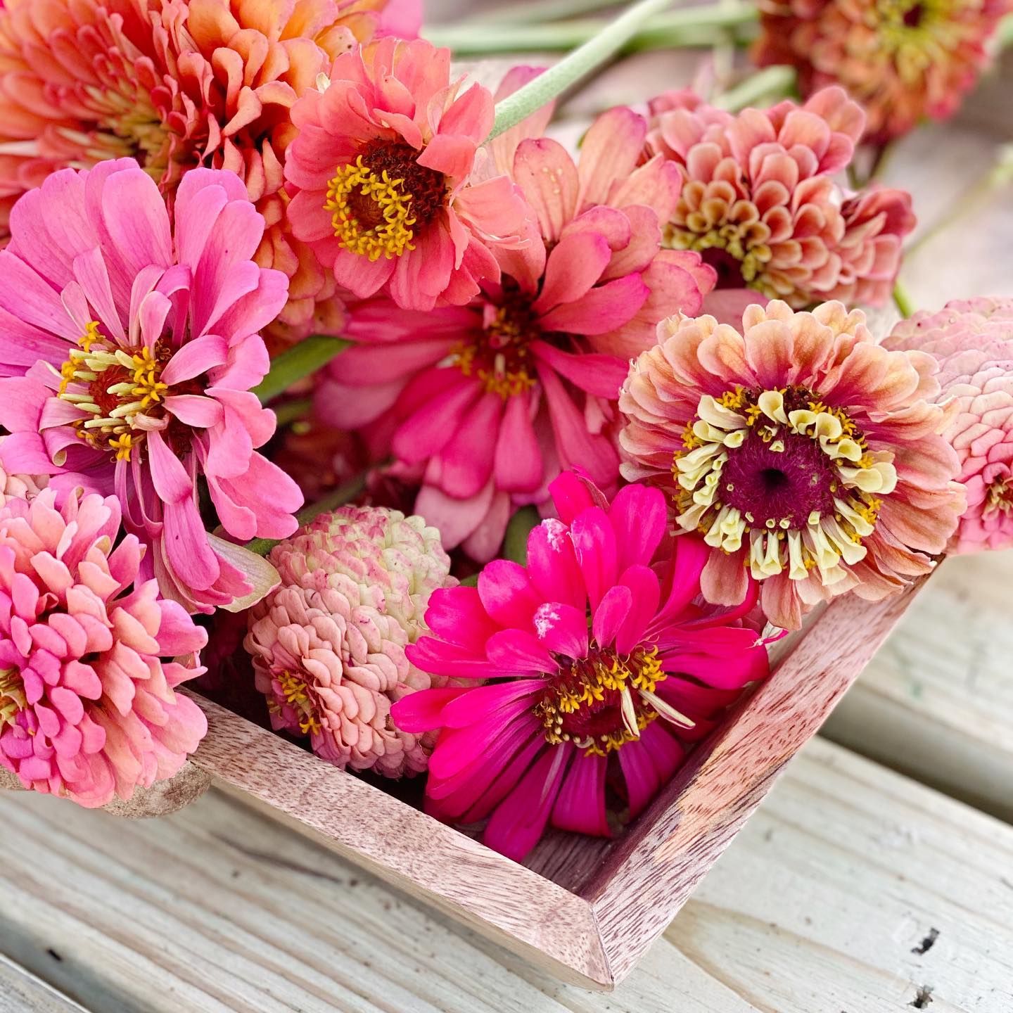 Zinnias Floret Flower Farm Yoderbilt Greenhouse