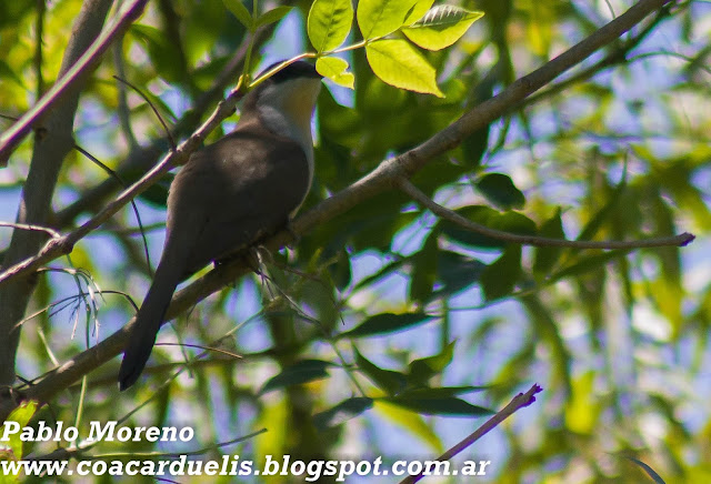 alt="cuclillo canela,Coccyzus melacoryphus,aves de Mendoza"