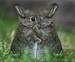 huggles1em6
