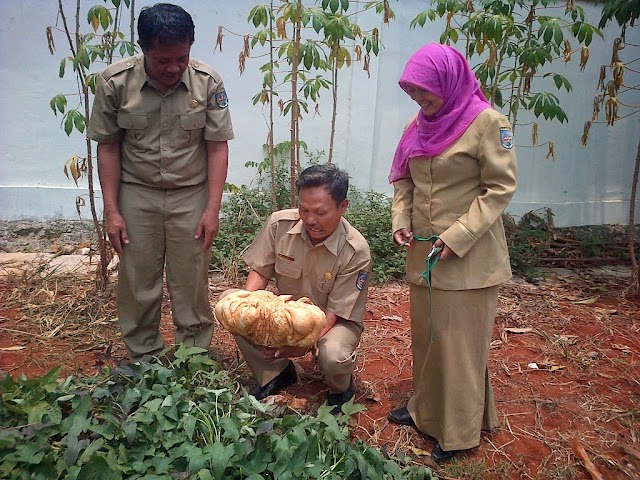 Aparat Kecamatan Bojongsari Panen Ubi  "Raksasa"