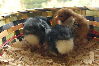 Chicks